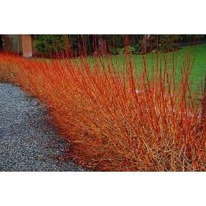  Flame Willow   Salix   Orangey Red Branches, Year Round 