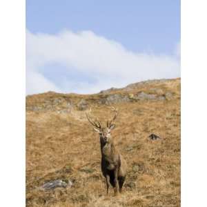 Highland Red Deer Stag Against Backdrop of Tussock Grass and Blue Sky 