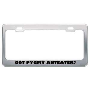  Got Pygmy Anteater? Animals Pets Metal License Plate Frame 