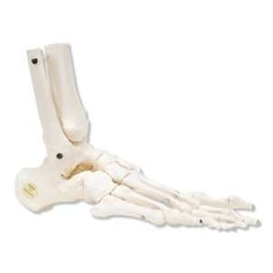 Foot and Ankle Skeleton  Industrial & Scientific