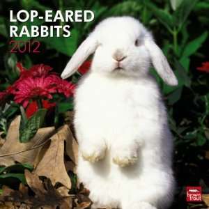  Lop Eared Rabbits 2012 Wall Calendar 12 X 12 Office 