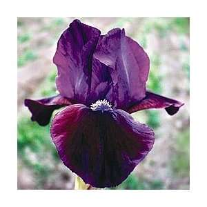 Plum Wine Dwarf Reblooming Iris 