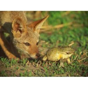 Golden Jackal is Curious About an African Bullfrog Photographic 
