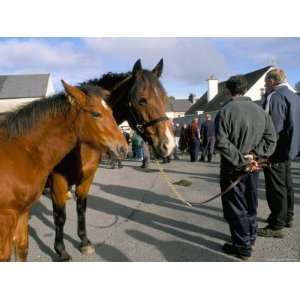 Horse and Foal Fair, Town of Wesport, County Mayo, Connacht, Eire 