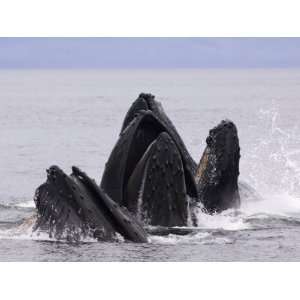  Humpback Whales Lunge Feeding for Herring, Frederick Sound 