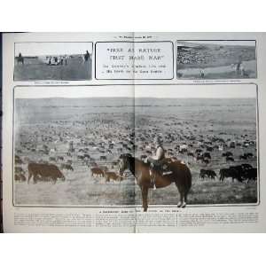  1907 Herd Beef Steers Cattle Prarie Montana America Man 