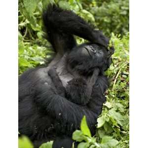 Mother and Infant Mountain Gorilla, Amahoro a Group 