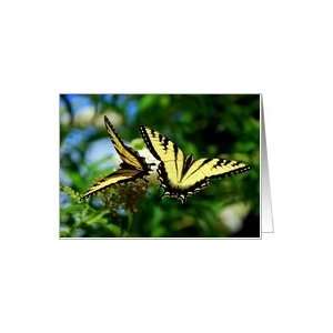  Two Swallowtail Butterflies   Yellow and Black Card 