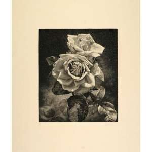  1893 Print Eugenie Verdier Rose Bloom Leaves Botanical 