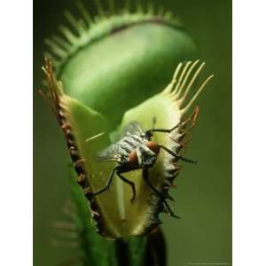  Venus Fly Trap, Dionaea Muscipula, With House Fly, Coastal 