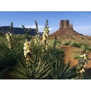  Soapweed Yucca. Monument Valley Navajo Tribal Park 