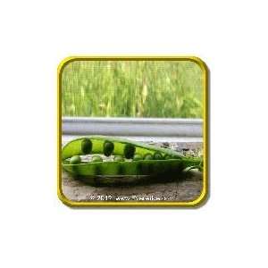  1 Lb   Garden Pea Seeds   Green Arrow Bulk Vegetable 