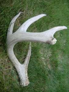 Whitetail Shed Antlers Taxidermy Horns Lamp Antler Dog chews  
