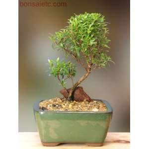 Kitchenl Bonsai   Herbal, Fragrant Leaf, Summer Flowers & Fruits 