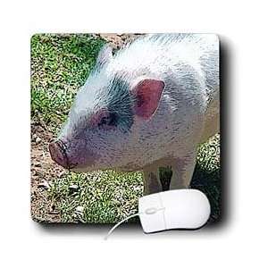   Pig That has been Posturized on Green Grass   Mouse Pads Electronics
