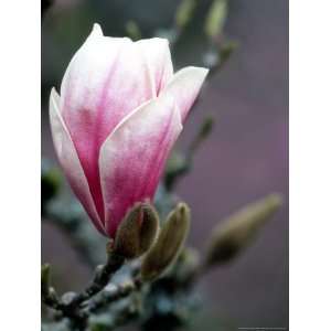 Tulip Magnolia Blossom, Washington Park Arboretum, Seattle, Washington 
