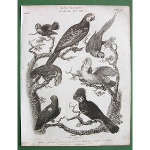  BIRDS Ornithology Parrots   1820 SCARCE Origial Antique 