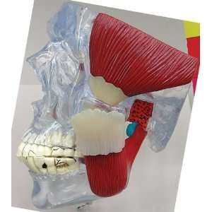 TMJ Temporomandibular Bone Joint Model  Industrial 