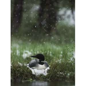  Snow Falls on a Loon Incubating its Nest National 