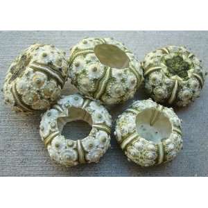  Green Sputnik Sea Urchins   4 pcs. 