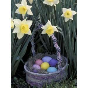  Easter Basket Among Daffodils, Louisville, Kentucky, USA 