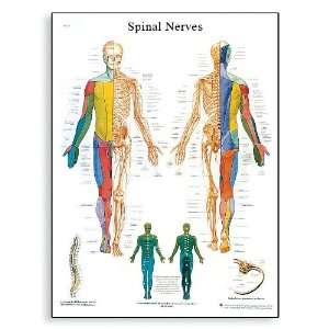 3B Scientific VR1621UU Glossy Paper Spinal Nerves Anatomical Chart 