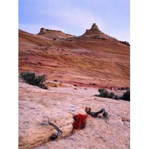 Navajo Sandstone and Paintbrush Together under the Hot Sun 