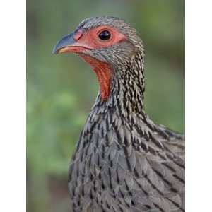 Swainsons Francolin (Swainsons Spurfowl) (Pternistes Swainsonii 