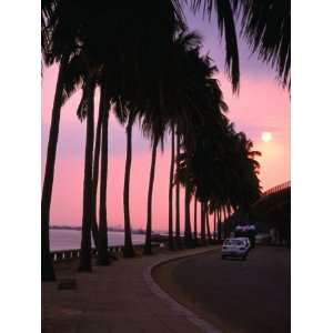  Silhouetted Palm Trees along Avenida Marginal on Shores of 