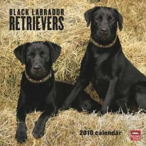    Black Labrador Retrievers 2010 Wall Calendar