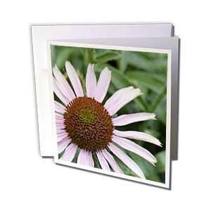 Sanders Flowers   Expressions Echinacea in Nature  Floral Photography 