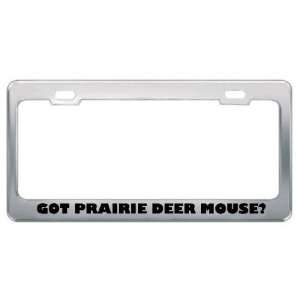 Got Prairie Deer Mouse? Animals Pets Metal License Plate Frame Holder 