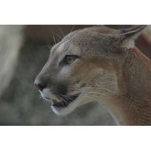  Cougar Taxidermy Photo Reference CD
