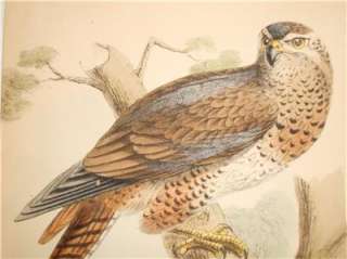 Antique Bird Prints Engravings Falcon Buzzard   Tyas  