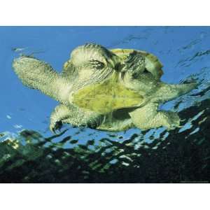  A Common Snapping Turtle Swimming in Water Photographic 