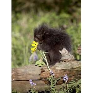  Baby Porcupine in Captivity, Animals of Montana, Bozeman 