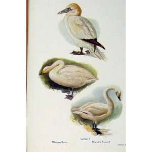  British Birds By W Foster Whooper Swan Gannet Bewicks 