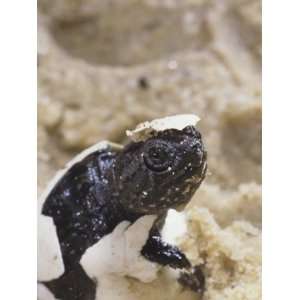  Snapping Turtle Hatching, , Chelydra Serpentina 