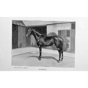  1900 Antique Portrait Horse Manifesto Sports BailyS