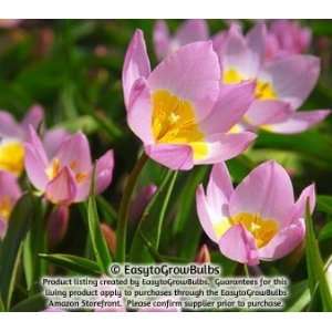  Tulips Bakeri Lilac Wonder   10 robust bulbs   6+ cm 