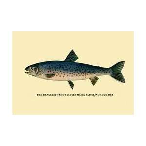  The Rangeley Trout 20x30 poster