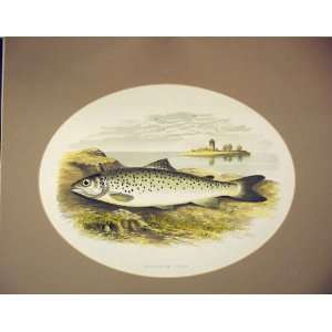  Lochleven Trout Fish C1880 Houghton Antique Print