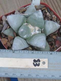 Ariocarpus retusus Star Shape Tubercles Cactus 83  