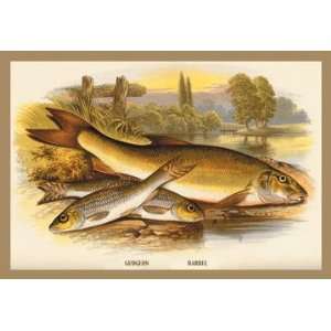  Gudgeon and Barbel 20x30 poster