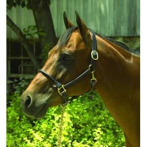    Perris Horse Rolled Nose 1 Inch Leather Halter