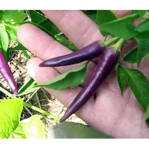  Purple Cayenne Pepper 4 Plants   Heirloom Variety Patio 