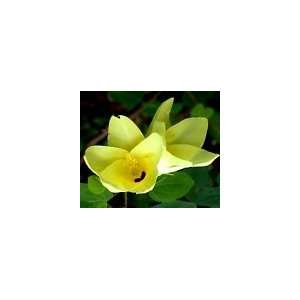  Bauhinia Tomentosa Yellow Orchid Tree 3 Seeds Patio 