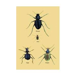  Beetles of Java France Cape and Europe #2 24x36 Giclee 