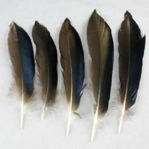   Duck Wing Feathers Quill Natural/Shocking Blue 