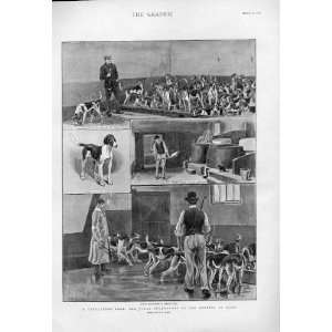  Threatened Pack Buck Hounds At Ascot Old Prints 1901